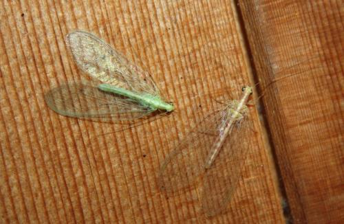 Chrysoperla sp.